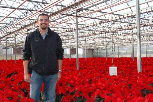 Poinsettias cultivars can take cooler temperatures, save growers 