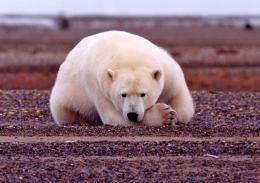 Polar bear evolution tracked climate change, new DNA study suggests