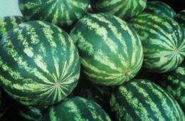 Pollenizer research should help seedless watermelon farmers