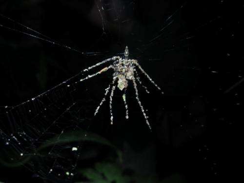 Possible new species of spider found that builds fake spider decoys