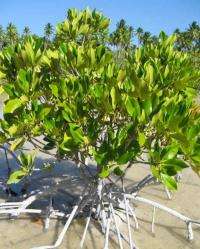 Preserve the services of mangroves -- Earth's invaluable coastal forests, experts urge