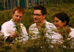 Previously undiscovered cannibis compound could lead to improved epilepsy treatment 