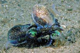 Promiscuous squid fatigued after mating: new study 