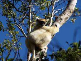 New study shows pre-human effect on biodiversity in northern Madagascar