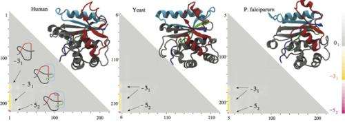 Protein knots gain new evolutionary significance