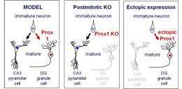 Prox1 controls differentiation of hippocampal granule cells