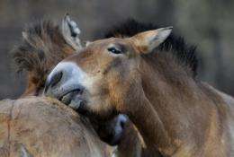 Przewalski horses share a moment of tenderness in an enclosure at the Troja Zoo in Prague in 2011