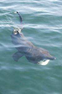 Public sightings suggest increase in basking sharks in British waters