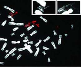 'Pulverized' chromosomes linked to cancer?