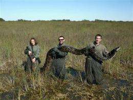Pythons apparently wiping out Everglades mammals (AP)
