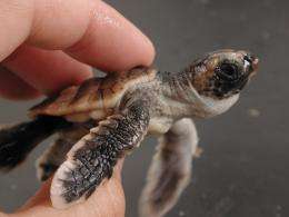 Questions about incredible sea turtle migration answered by scientists