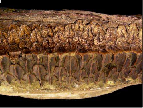 Duck-bill dinosaurs had plant-pulverizing teeth more advanced than horses