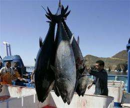 Radioactive bluefin tuna crossed the Pacific to US (AP)