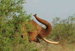 Rangers recovered 50 kg of elephant tusks after a gunfight with suspected poachers