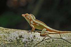 Rapid changes in climate don't slow some lizards