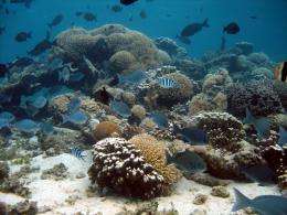 Rapid coral death by a deadly chain reaction