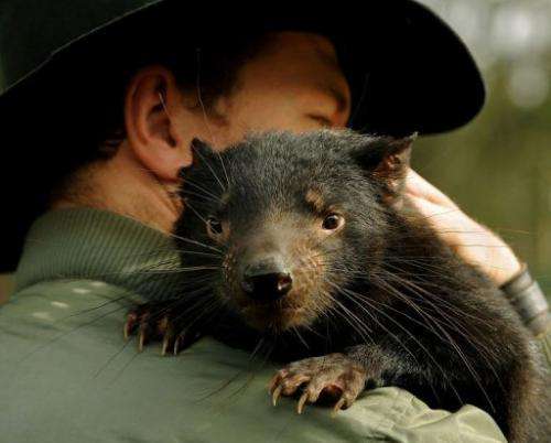 Rat-like in appearance with carnivorous jaws that can crack bone, Tasmanian devils are an enigmatic Australian species