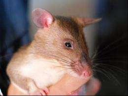 RATS research may teach rodents to detect explosives