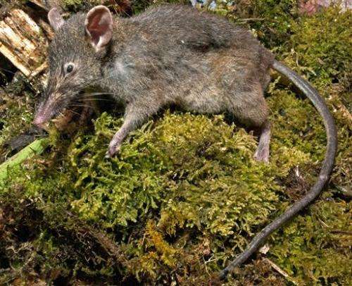 Rat that doesn't gnaw discovered in Indonesia