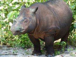 Ratu, a critically endangered Sumatran rhinoceros, gave birth to a male baby on Saturday at an Indonesian sanctuary