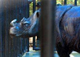 Ratu's partner Andalas (seen here in 2007) was the first Sumatran rhino born in captivity in over 112 years
