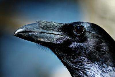 Ravens remember relationships they had with others