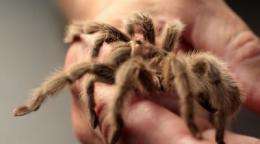 Real-life spider men using protein found in venom to develop muscular dystrophy treatment