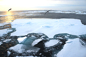 Record Arctic ice low drives urgent global action