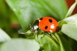 Redder ladybirds more deadly, say scientists