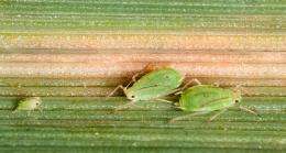Reducing insecticide use by identifying disease-Carrying aphids