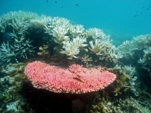 Reefs around the world are under threat from bleaching due to climate change