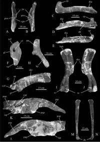 Re-evaluation of Wulagasaurus indicates Basal Hadrosaurine dinosaurs originated in Asia
