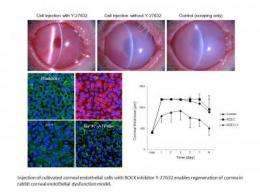 Regenerated cells may restore vision after corneal dysfunction