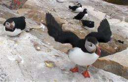 Remote US puffin colony up close on HD web cam