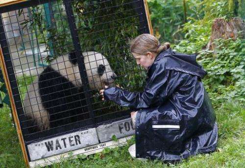 Renate Haider (L), caretaker at the Schonnbrunn zoo, interacts with panda Fu Hu during  exercises in its transport cage