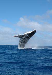 Researchers find Sydney whales unfazed by whale watching