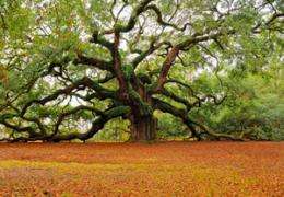 Research into oaks helps us understand climate change