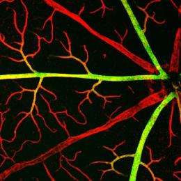 Research on blood vessel proteins holds promise for controlling 'blood-brain barrier'