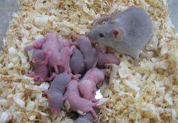 Research on mice suggests new fertility treatments