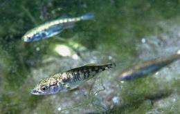 Research on stickleback fish shows how adaptation to new environments involves many genes