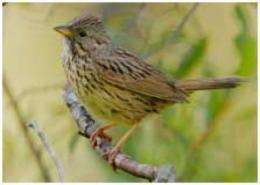 Restoring streamside forests helps songbirds survive the winter in California's Central Valley
