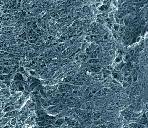 Study suggests carbon nanotubes may protect DNA from oxidation