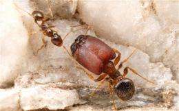 Supersoldier ants created in the lab by reactivating ancestral genes