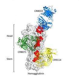 Scientists describe antibodies that protect against large variety of flu viruses