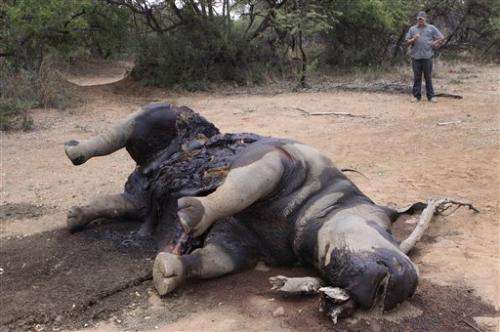 Rhino killings for horns rapidly rise in S. Africa