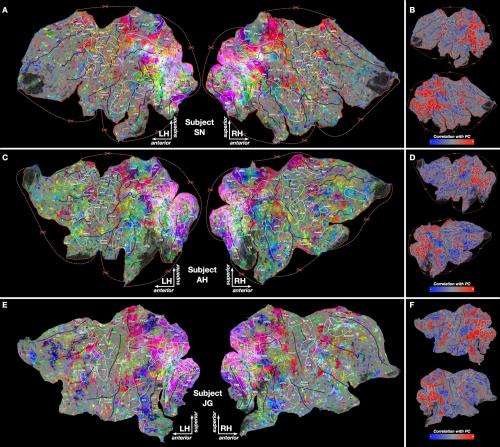 Study reveals how the brain categorizes thousands of objects and actions