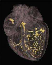 Rhythm of heart revealed by 3D X-ray