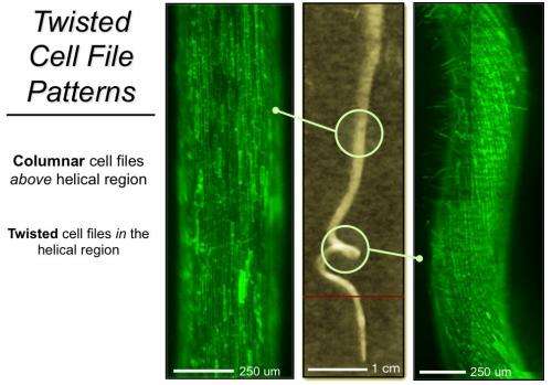 3-D time-lapse imaging captures twisted plant root mechanics for first time