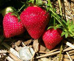 Rugged new strawberry has a hint of pineapple