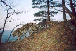 Russia declares 'Land of the Leopard' National Park